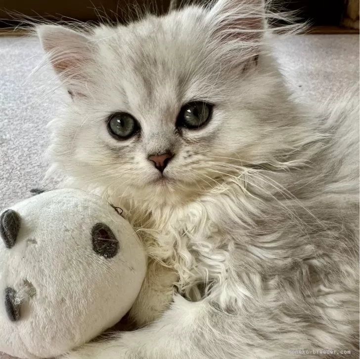 ID:2405-02108の子猫