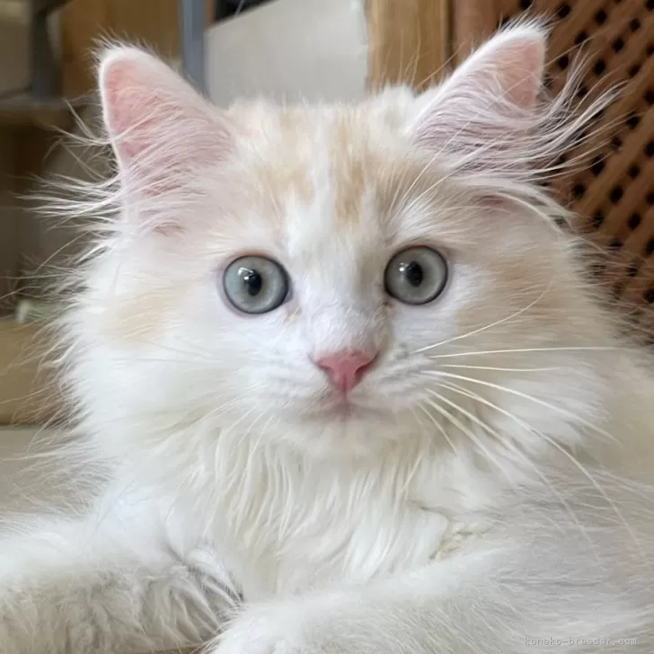 ID:2407-00859の子猫