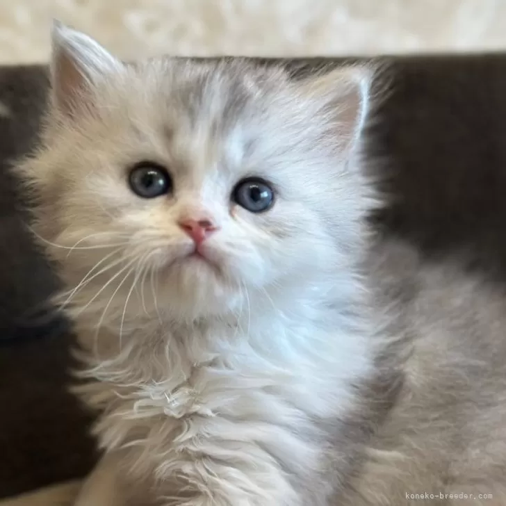 ID:2501-00264の子猫