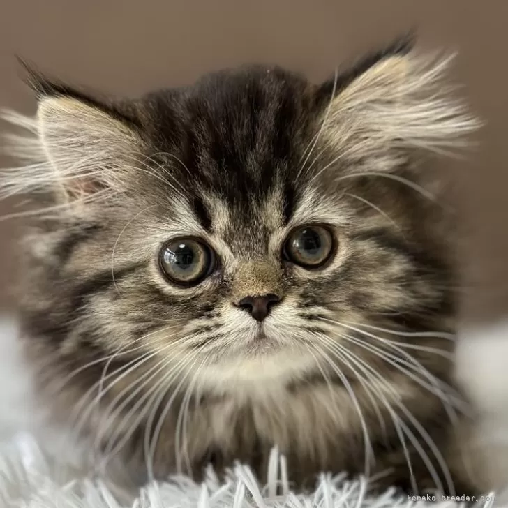 ID:2502-01986の子猫