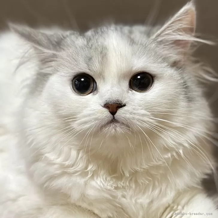 ID:2502-00092の子猫
