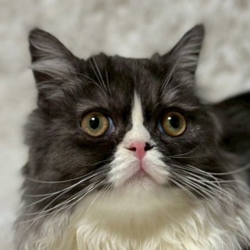 ミヌエット(短足)【福島県・男の子・2024年10月7日・ブルー&ホワイト（ロング）】の写真「猫飼い初心者さんにオススメ❤️懐っこいです。」
