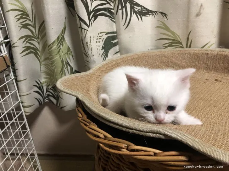 和代しゃん 様のお迎えした子猫