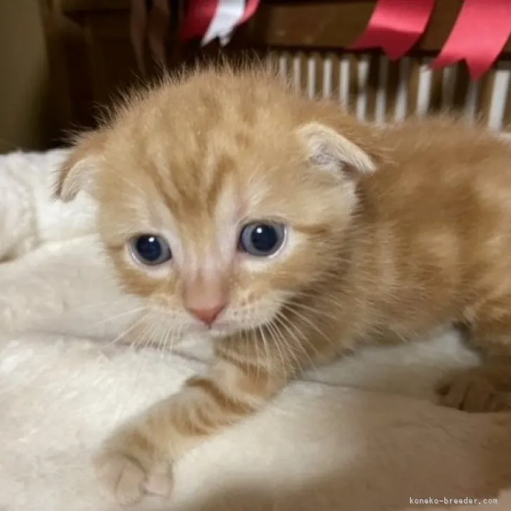 ID:2307-01092の子猫