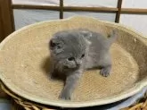 ブリティッシュショートヘア【香川県・男の子・2024年10月17日・ブルー】の写真4「離乳食を食べ初めてました。」