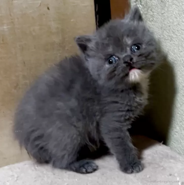 S.H 様のお迎えした子猫