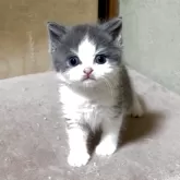 ブリティッシュショートヘア