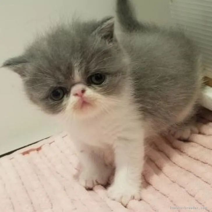 A.I 様のお迎えした子猫