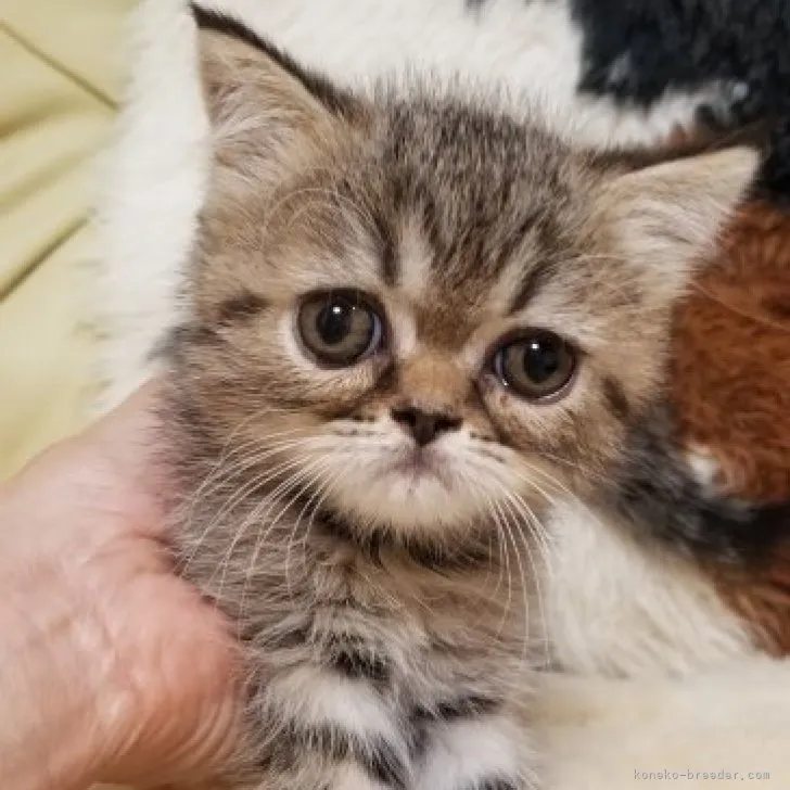 ID:2308-00718の子猫