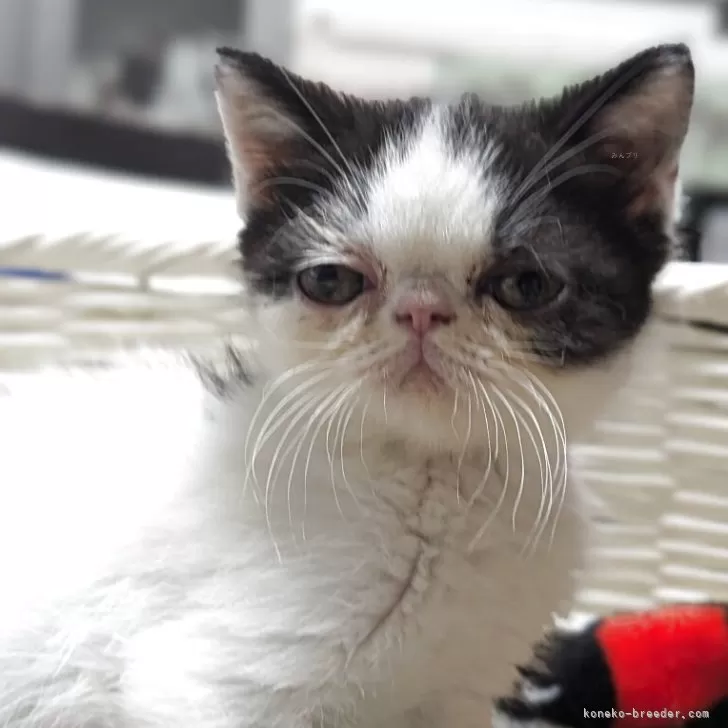 ID:2504-02572の子猫