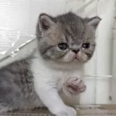 エキゾチックショートヘア