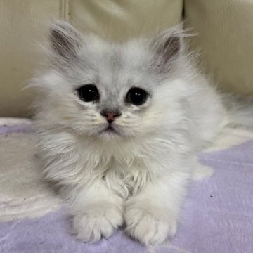 ペルシャ(チンチラ)の子猫を探す｜ブリーダー直販の子猫販売【みんなの ...