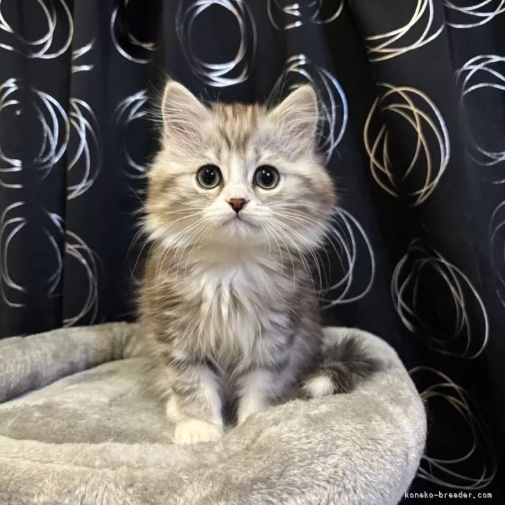 ID:2412-02346の子猫