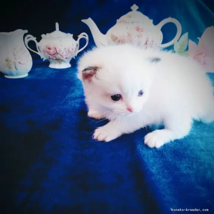ID:2303-01790の子猫