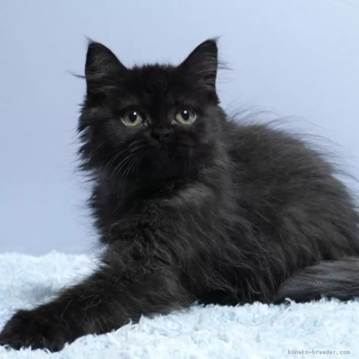ID:2408-02418の子猫