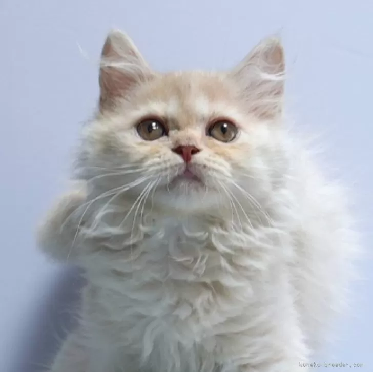 ID:2409-00582の子猫