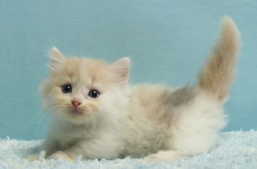 マンチカン(短足)【群馬県・女の子・2021年7月18日・ダイリュートキャリコ】の写真「短足マンチカンの女の子　希少ダイリュートキャリコ」