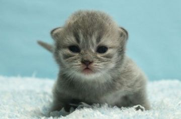 マンチカン(長足)【群馬県・男の子・2021年3月28日・ブルー】の写真「普通足マンチカンの男の子　人気のブルー」