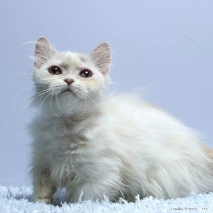 ID:2503-01467の子猫