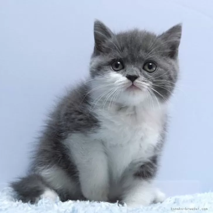 ID:2502-01371の子猫