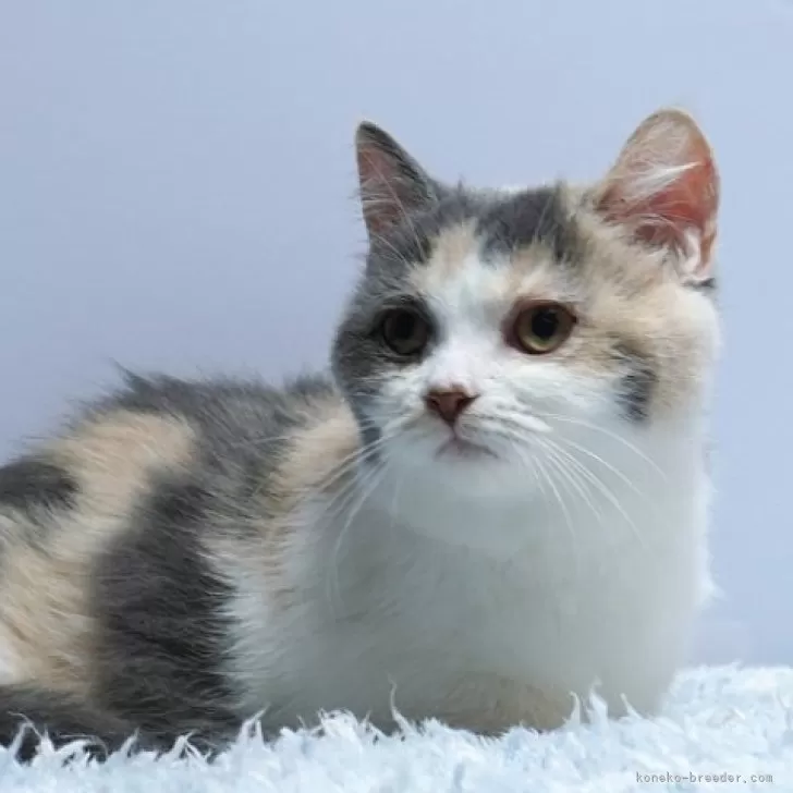 ID:2501-02606の子猫