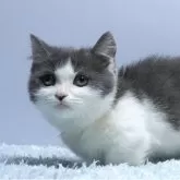 ミヌエット(短足)