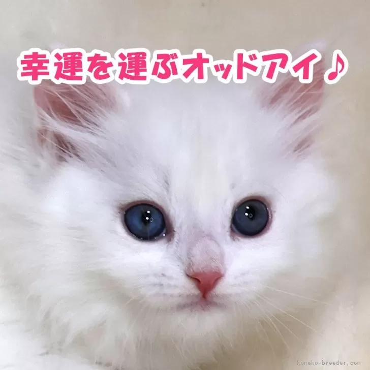 だっち 様のお迎えした子猫