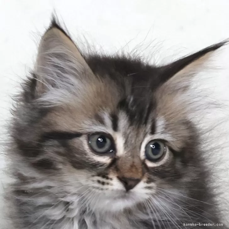 ID:2412-00471の子猫