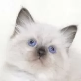 サイベリアン