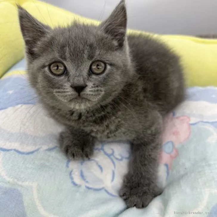 ID:2303-02765の子猫
