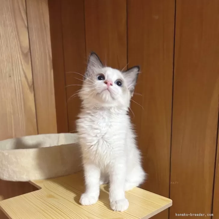 ID:2407-02283の子猫