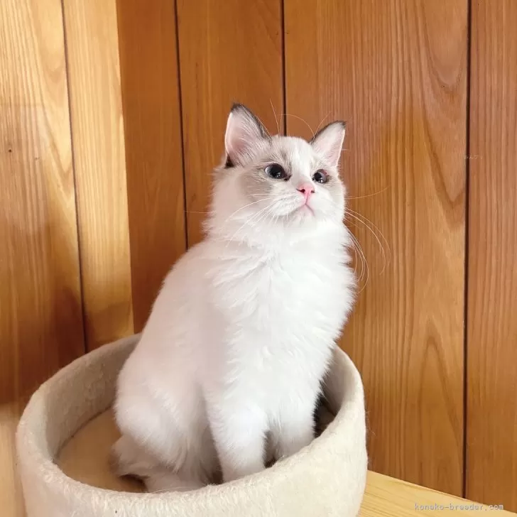 ID:2407-02286の子猫