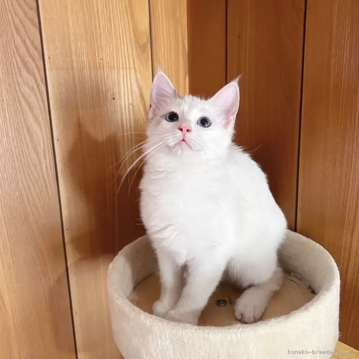 ID:2409-02525の子猫