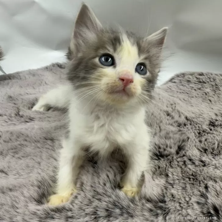 ID:2412-01464の子猫