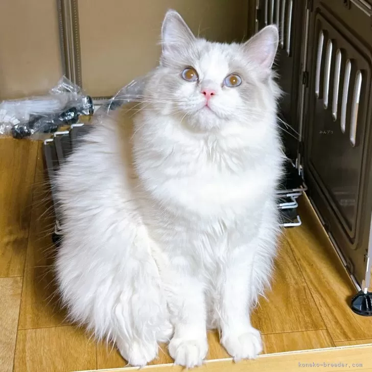 ID:2411-02571の子猫