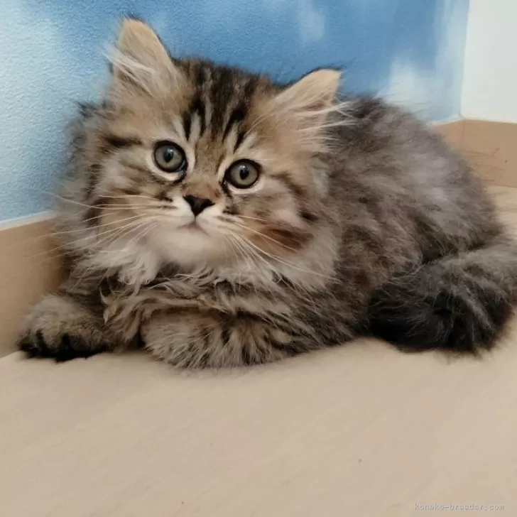 ID:2406-00214の子猫