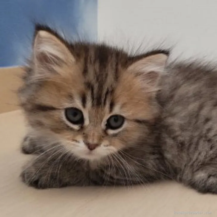 ID:2307-02631の子猫