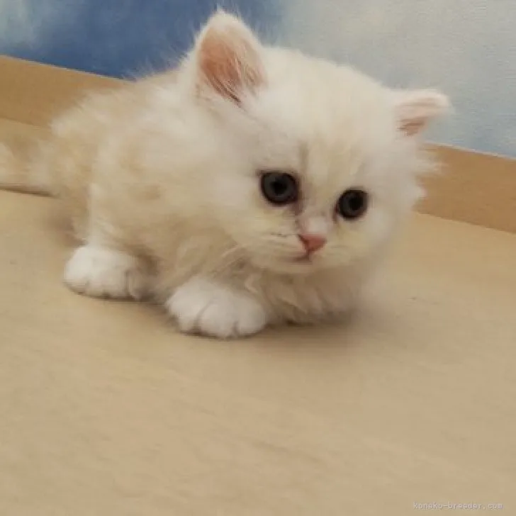 ID:2307-01726の子猫