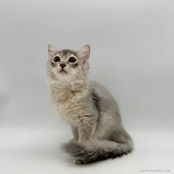 ID：2404-00981の子猫