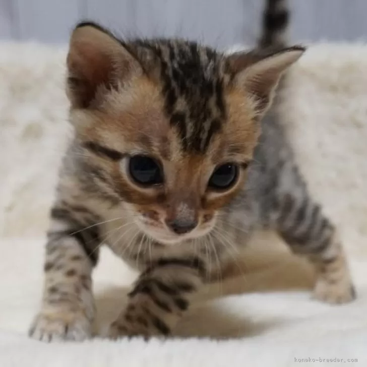 ID:2410-00935の子猫
