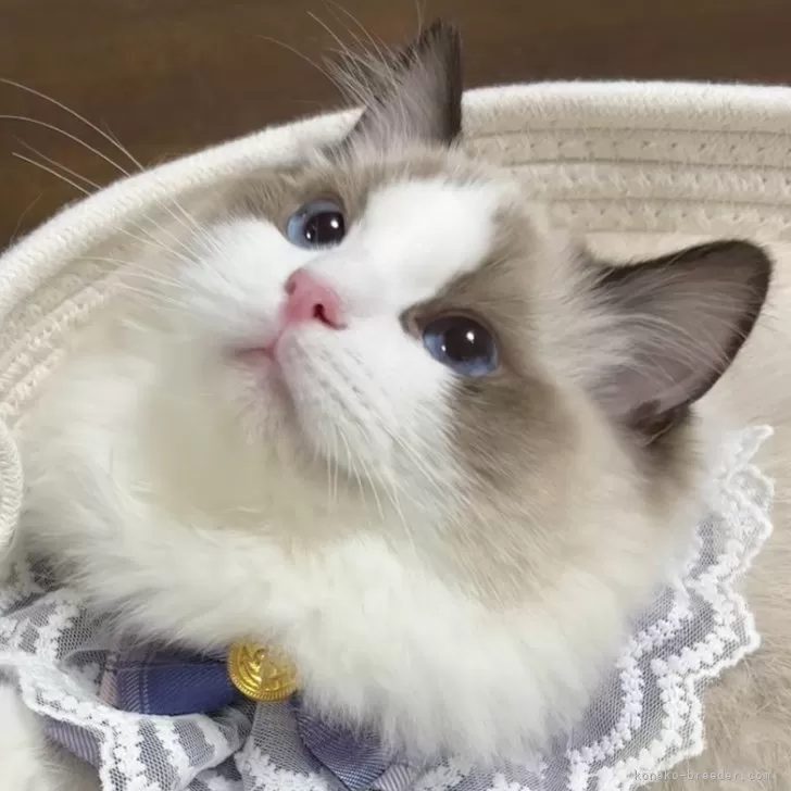 ID:2501-00539の子猫