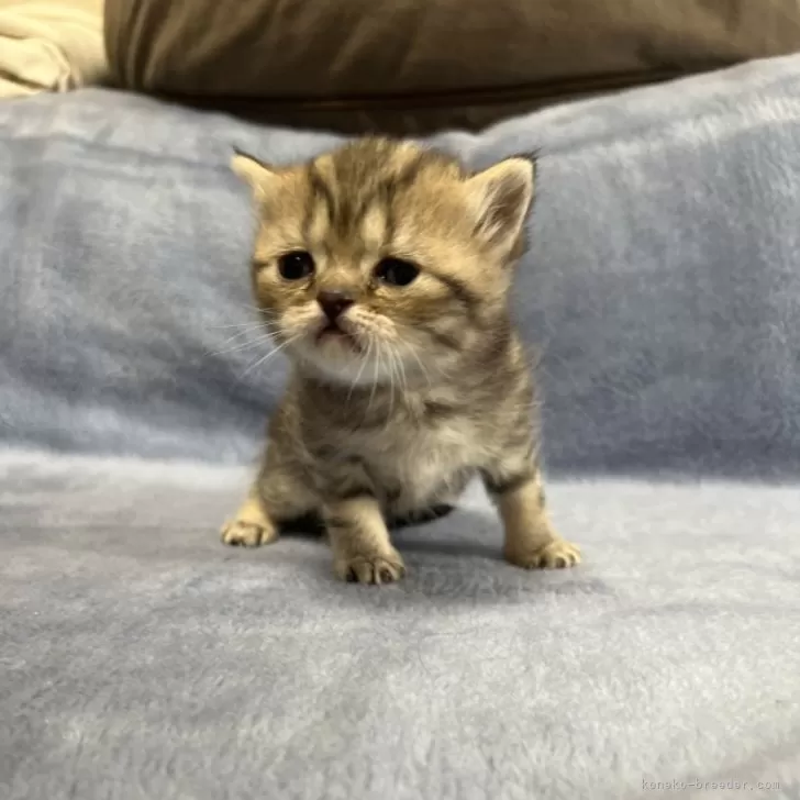 ID:2312-02296の子猫