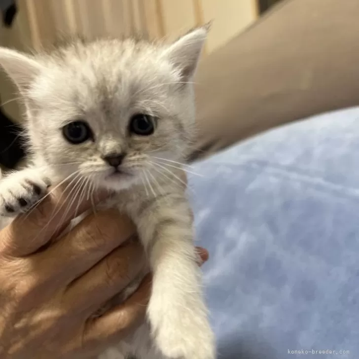 ID:2405-02050の子猫