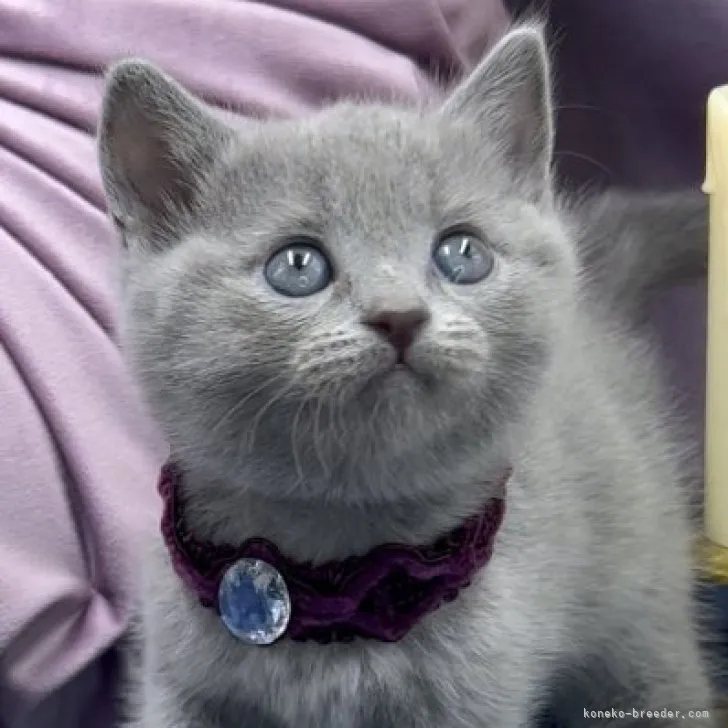 ID:2308-01272の子猫