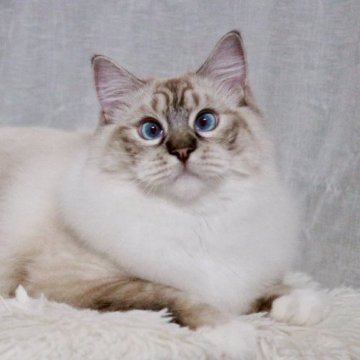 ラグドール【奈良県・男の子・2025年1月10日・シール リンクス ミテッド】の写真「🩵甘えん坊のマッチョワイルドボーイ🩵両親外産✨」