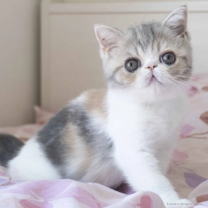 ID:2306-01335の子猫
