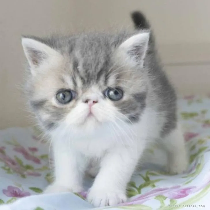 ID:2206-02937の子猫