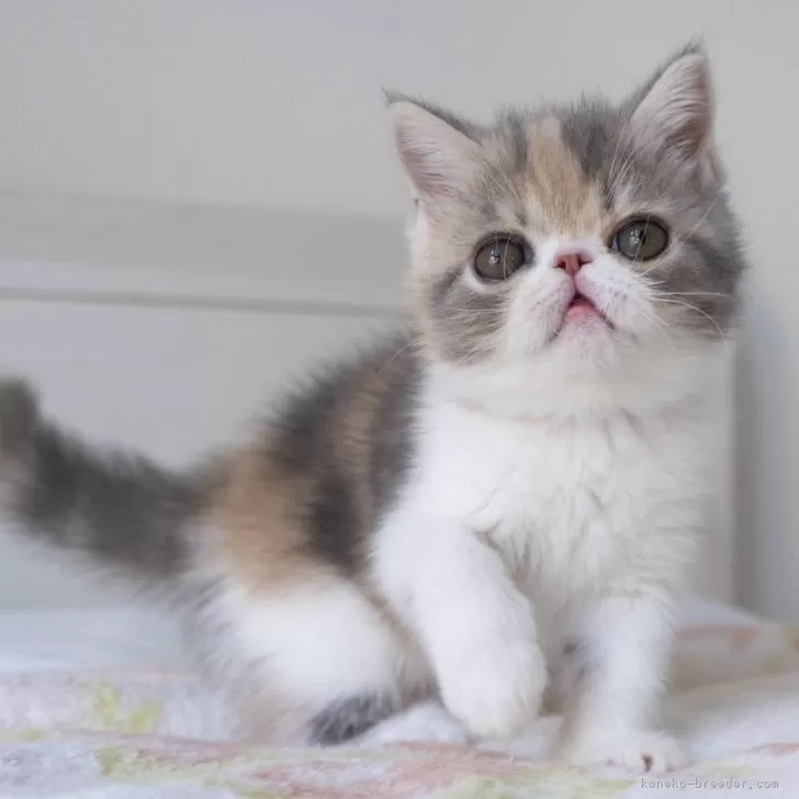 ID:2407-01505の子猫
