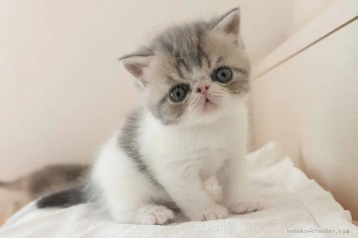 ID:2111-00597の子猫