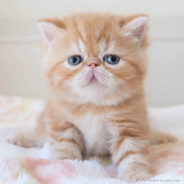 ID：2412-00746の子猫